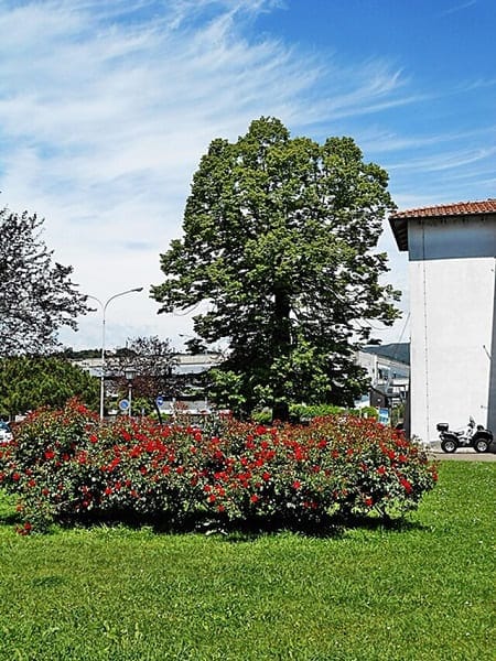 Sarzana e il verde nel borgo.